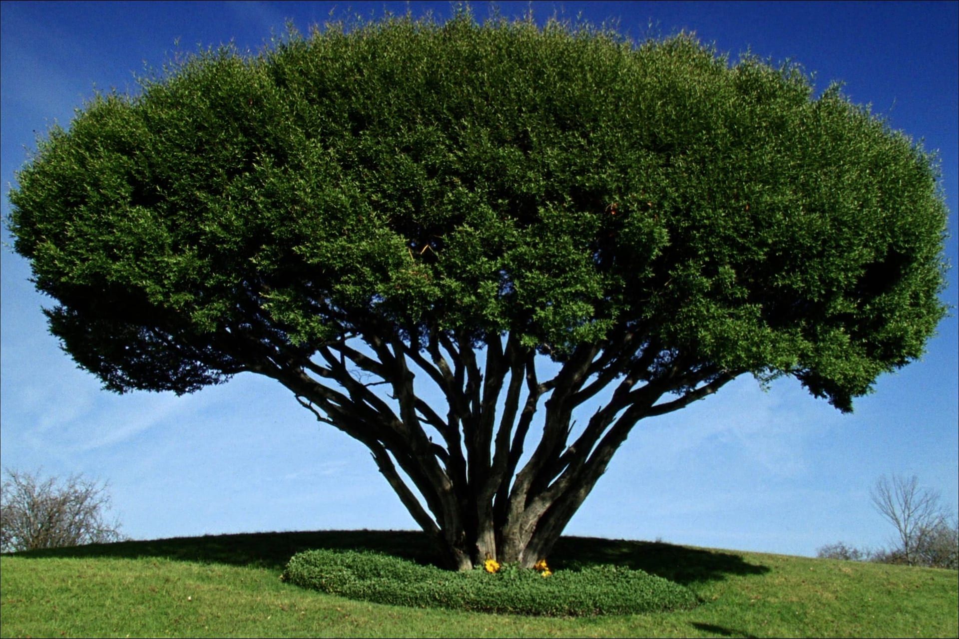 Pruned shade tree with a balanced canopy over a tidy Rhode Island lawn