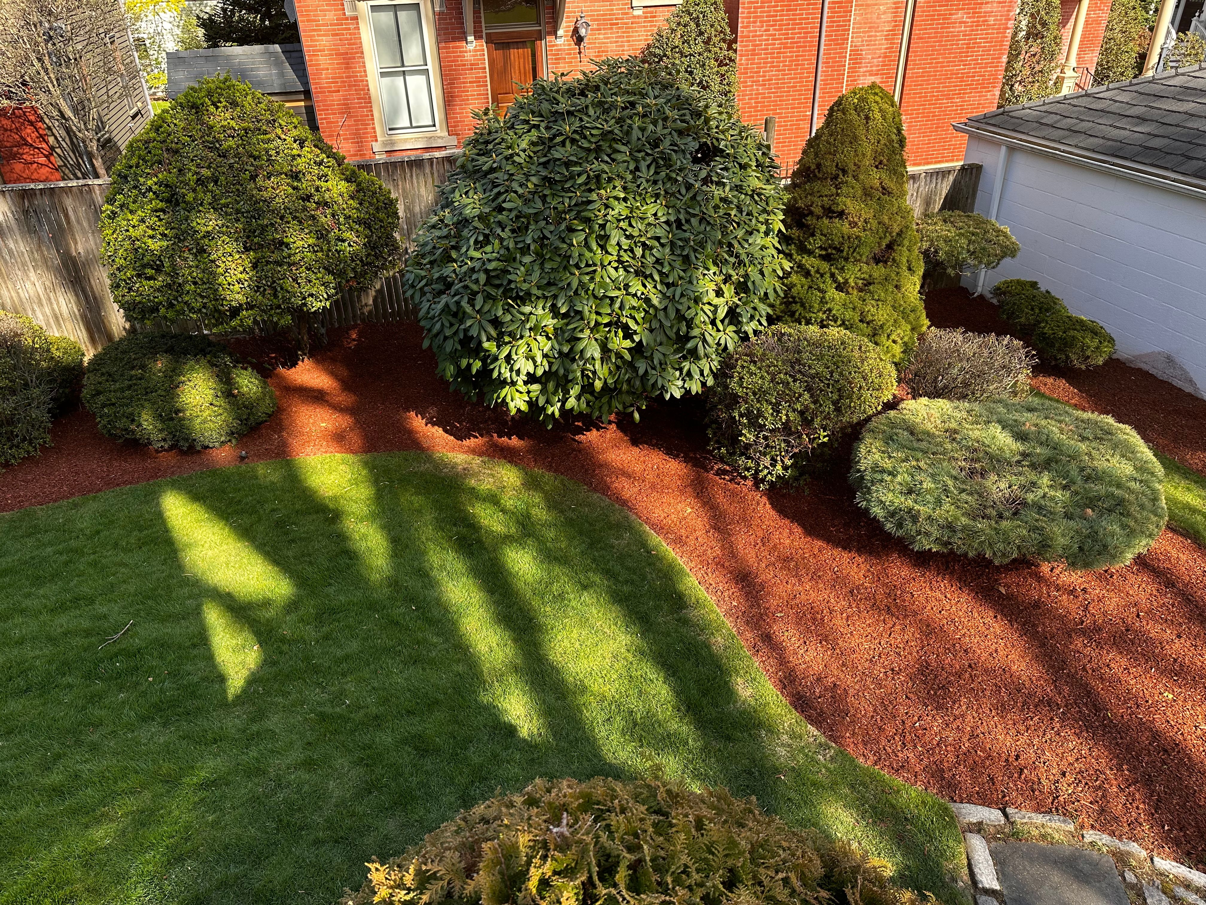 A stately mature oak shading a pristine Cranston lawn at golden hour